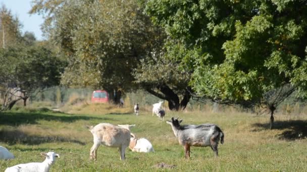 A kecskék legelnek a természetes réten. — Stock videók