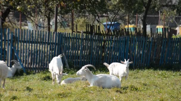 Landgeiten grazen op een groene weide — Stockvideo