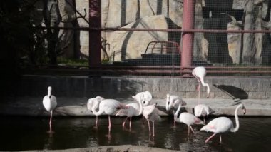 Hayvanat bahçesinde pembe flamingolar