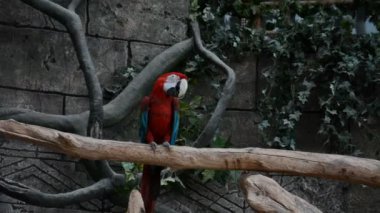 Büyük kırmızı papağan