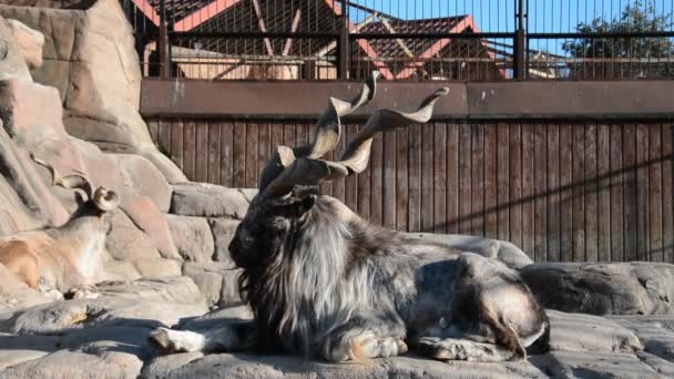 La cabra con cuernos en el zoológico — Vídeos de Stock