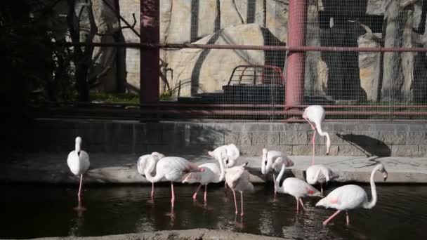 Flamingos rosa no zoológico — Vídeo de Stock