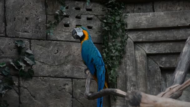 Big blue parrot — Stock Video