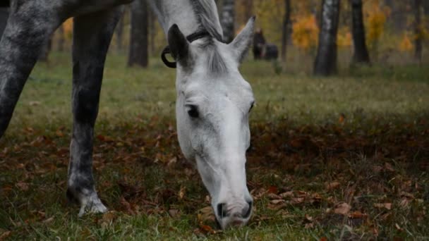 Cavallo che mangia erba — Video Stock