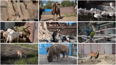 Keçi, deve, flamingo, koyun, papağan ve dokuz video kolajı