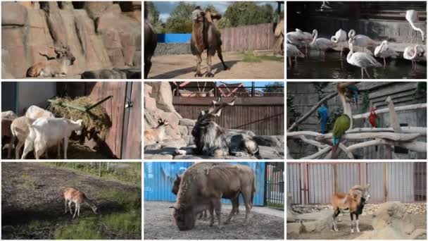 Cabra, camelo, flamingo, ovelha, papagaio e bisonte vídeo colagem de nove vídeos — Vídeo de Stock