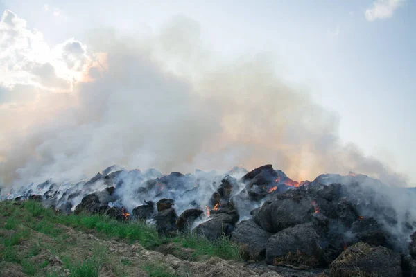 Desastre Agrícola Fogo Campo Trigo Fechar — Fotografia de Stock