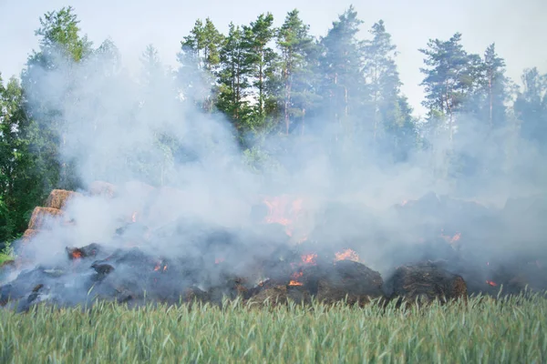 agricultural disaster, wheat field fire close up