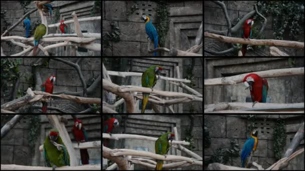 Grote rode en blauwe papegaai — Stockvideo
