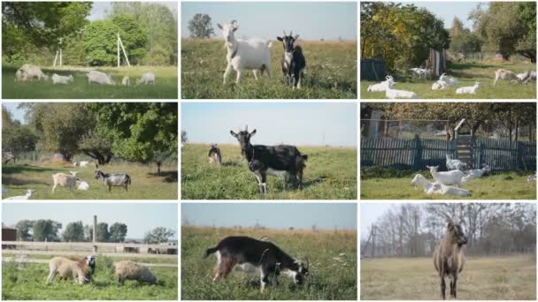 Κατσίκες βόσκουν σε ένα πράσινο λιβάδι σε μια φάρμα — Αρχείο Βίντεο