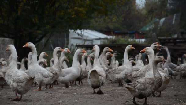 Большое стадо гусей — стоковое видео