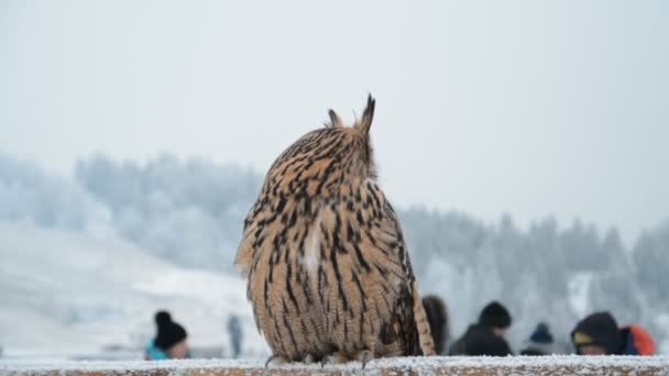 Eagle owl turns his head and looks at the camera — Stock Video