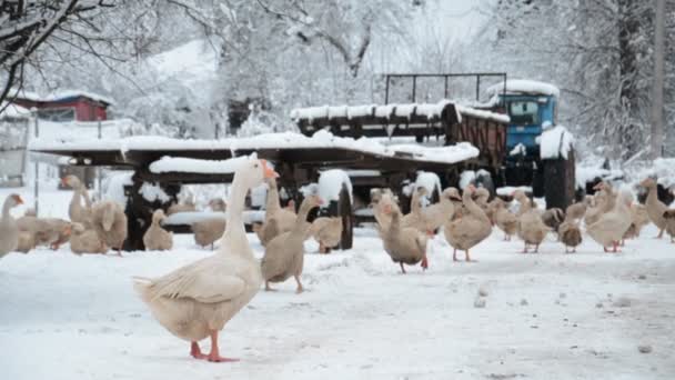 Κτηνοτροφία το χειμώνα — Αρχείο Βίντεο