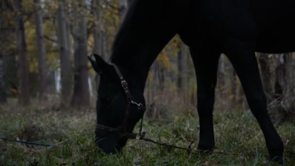 Siyah at sonbahar parkında otluyor. — Stok video