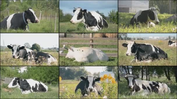 Mediamuur van witte en zwarte koe — Stockvideo