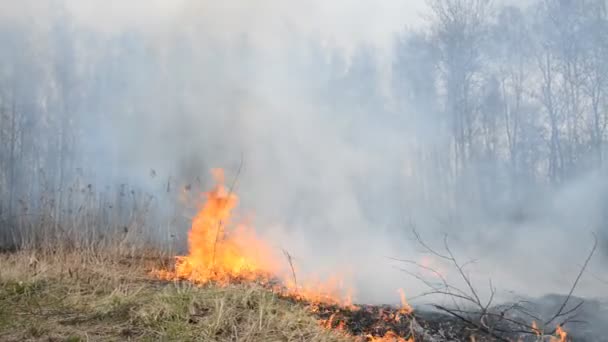 Hierba grande fuego desastre paisaje — Vídeos de Stock