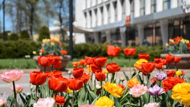 Coloridos tulipanes en la ciudad — Vídeo de stock