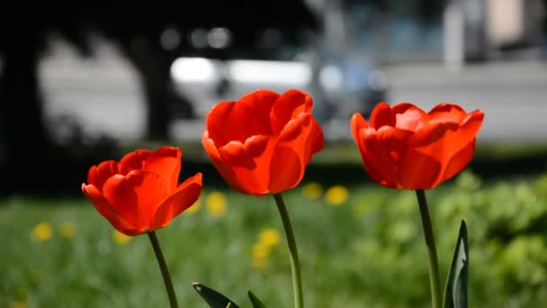 Drie tulpen achtergrond hd voorraad beeldmateriaal — Stockvideo