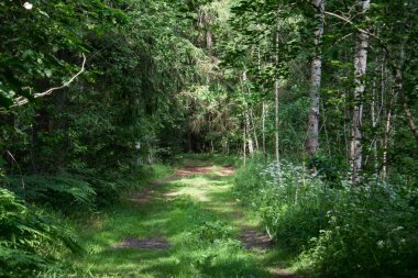 Yeşil bir yaz ormanı manzarası. Araba yolu geçmişi var.