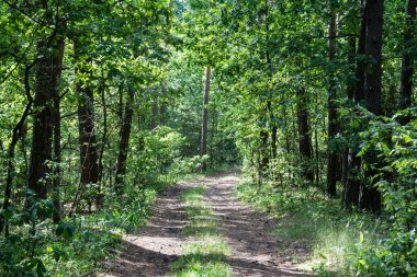 Yeşil bir yaz ormanı manzarası. Araba yolu geçmişi var.