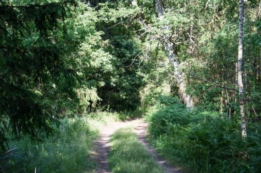 Yeşil bir yaz ormanı manzarası. Araba yolu geçmişi var.