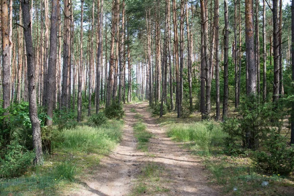 Пейзаж Зеленого Летнего Леса Фоне Автомобильной Дороги — стоковое фото