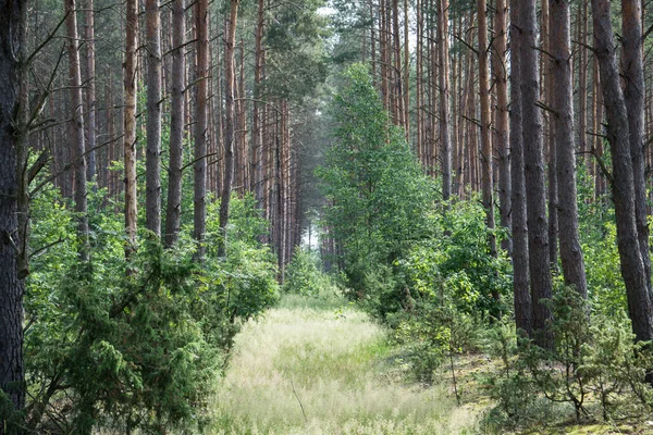 緑豊かな夏の森の風景車の道路の背景 — ストック写真