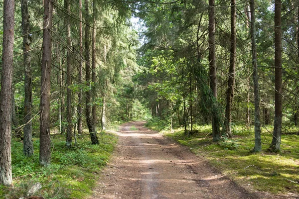 Пейзаж Зеленого Летнего Леса Фоне Автомобильной Дороги — стоковое фото