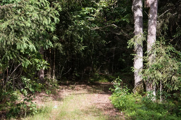 Landschap Van Een Groen Zomerwoud Met Een Autowegachtergrond — Stockfoto