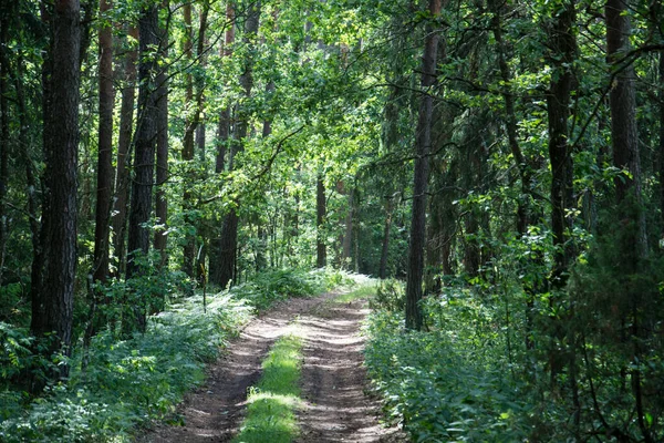 緑豊かな夏の森の風景車の道路の背景 — ストック写真