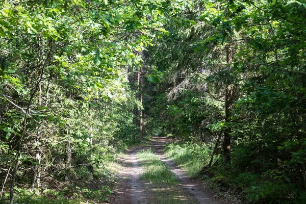 Paisaje Verde Bosque Verano Con Coche Carretera Fondo —  Fotos de Stock