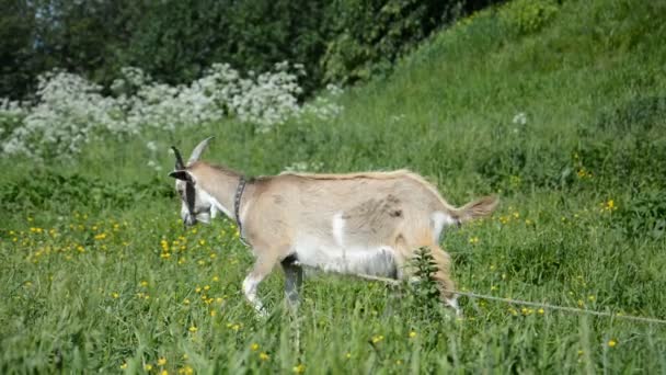 Молодой серый козел, пасущийся на зеленом лугу — стоковое видео