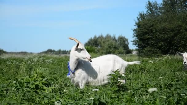 White goat tied to rope grazes on green lawn — Stock Video
