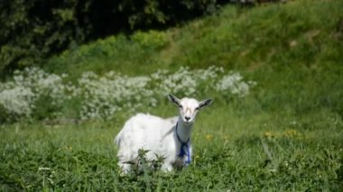 Genç beyaz keçi çayırda otluyor.