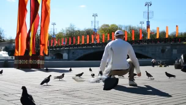 여름 공원에서 비둘기먹이는 소년 — 비디오