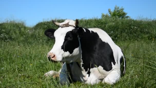 Vaca blanca y negra descansa y alimenta hierba verde — Vídeo de stock