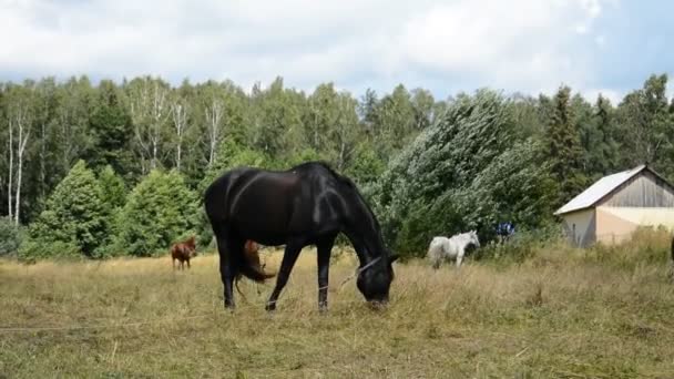 Beaux chevaux pur-sang pâturent herbe pincer — Video