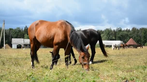 Brun och svart häst betar på fäladen på sommaren — Stockvideo