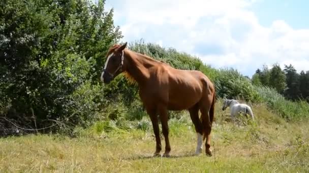 Cavallo marrone con la briglia di cuoio mangiare erba rigogliosa — Video Stock