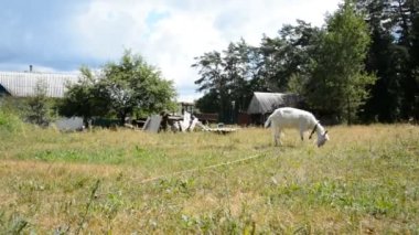 Uzun boynuzlu beyaz keçi otluyor.