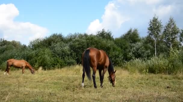 森の牧草地で馬の放牧 — ストック動画