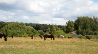 Bir at sürüsü otlakta otluyor.