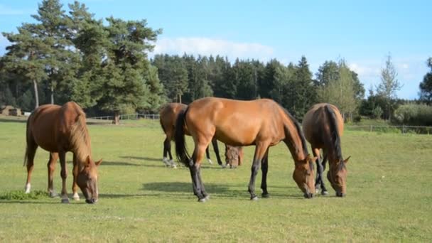 Una pequeña manada de caballos marrones posan en un prado verde — Vídeo de stock