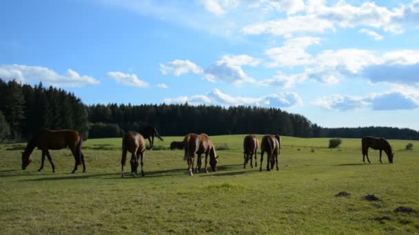 Άλογα στο λιβάδι σε ηλιόλουστη ανοιξιάτικη μέρα — Αρχείο Βίντεο