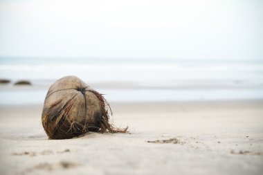 Kumsalda hindistan cevizi