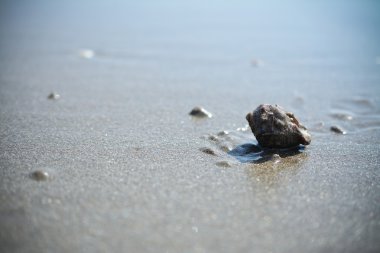 Kumsalda deniz kabuğu