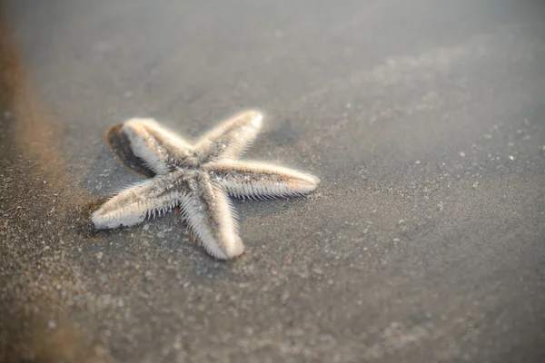 Zeesterren — Stockfoto