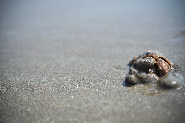 Kumsalda deniz kabuğu