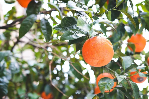 Cultiver les tangerines — Photo