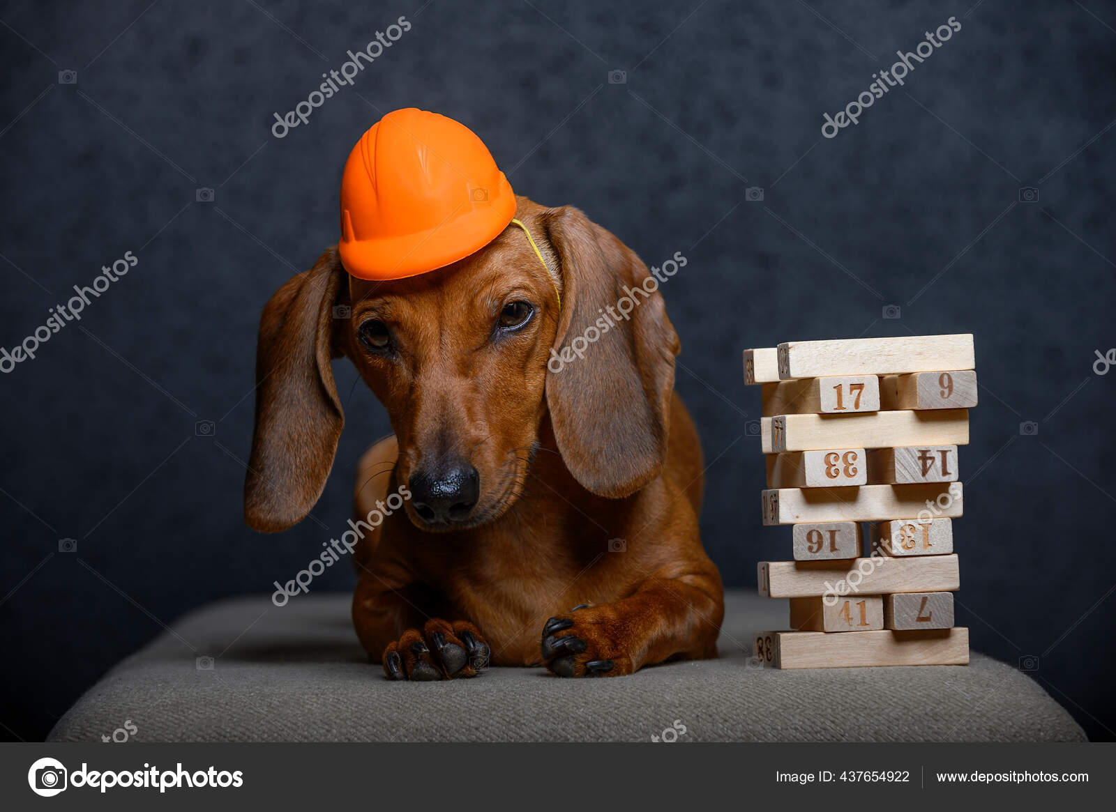 Hari Buruh Sebuah Dachshund Di Helm Karet Terletak Dengan Mata Juling Di Samping Piramida Blok Kayu Stok Foto C Sam 73 437654922